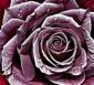 Rose Baccara