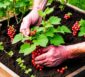 Rote Johannisbeeren