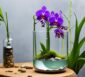 Vanda Orchidee