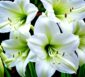Weisse Amaryllis