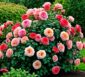 Westerland Rosen