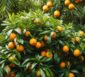 citrus myrtifolia
