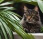 goldfruchtpalme giftig für katzen