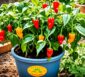habanero chili pflanze