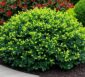 ilex crenata dark green