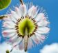 kiwiblüte