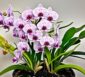 orchideen schädlinge
