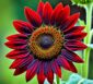 rote sonnenblume