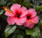 zimmer hibiskus