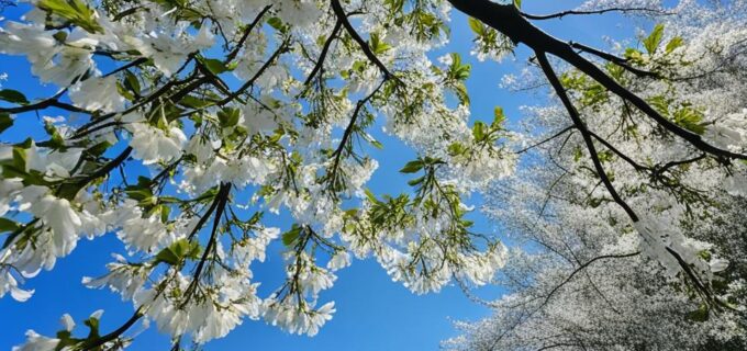 Weiße Blüten am Baum: Die schönsten blühenden Bäume
