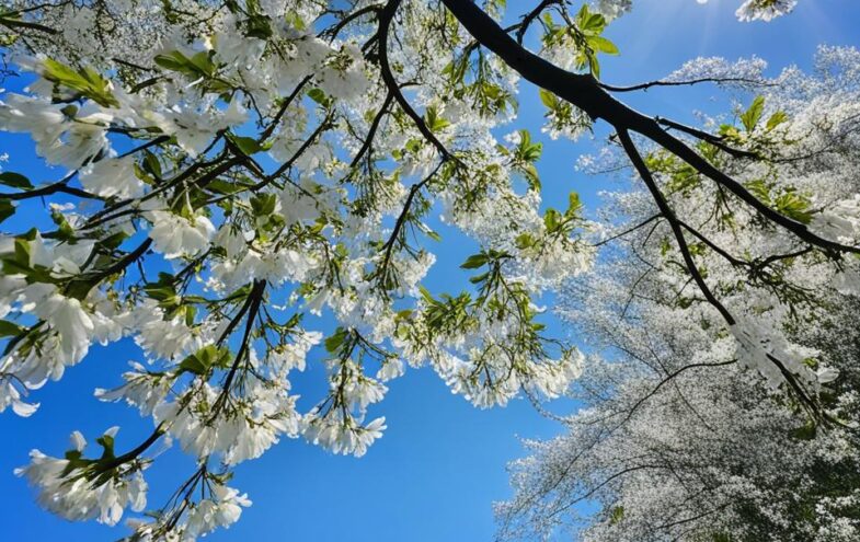 Blüten am Baum