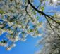 Blüten am Baum