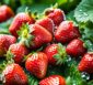 Erdbeeren Saison in der Schweiz