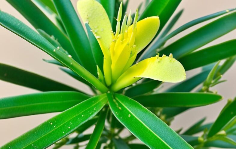 Gelbe Oleander Läuse