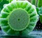 Luffa Spülschwamm