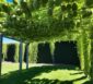 Pergola Kiwi