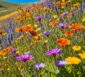 Sommerblumen