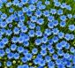blaue gänseblümchen