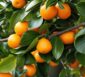 citrus mitis calamondin