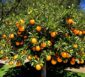 citrus myrtifolia