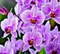 dendrobium orchideen
