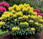 gelbe blätter rhododendron
