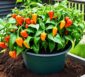 habanero chili pflanze