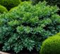 ilex crenata dark green