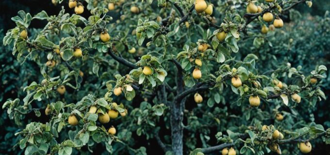 Krankheiten am Quittenbaum: Erkennen und Behandeln