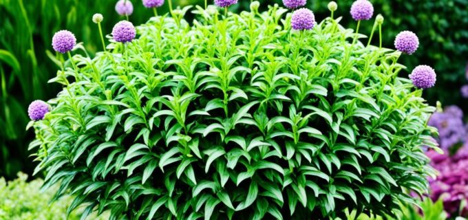 Kugelrobinie: Die perfekte Zierpflanze für deinen Garten