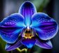 orchidee blau