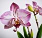 orchidée cymbidium