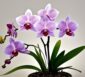 orchidee dendrobium