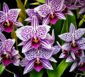 orchideenarten dendrobium