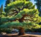 pinienkern baum