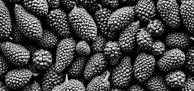 Platanenfrucht: Was Sie über diese interessante Frucht wissen sollten