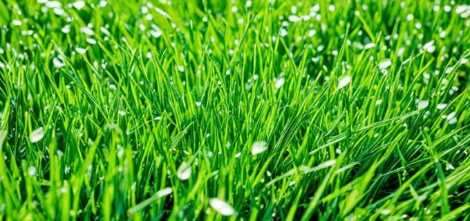 Rasen säen: Der beste Zeitpunkt für eine grüne Wiese