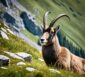wildtiere der schweiz
