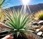 yucca pflanzen