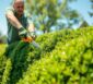 thuja schneiden lassen