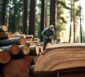 douglasien holz
