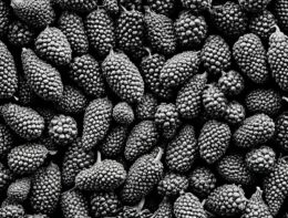 platanenfrucht